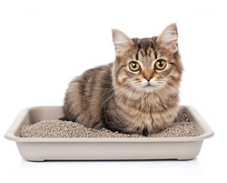 Cat - litter